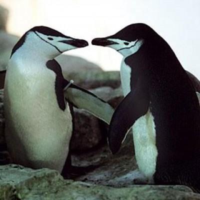 Schwule-Pinguine